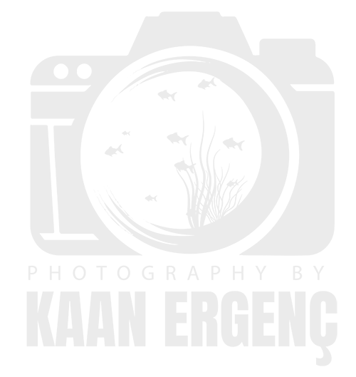 Kaan Ergenç