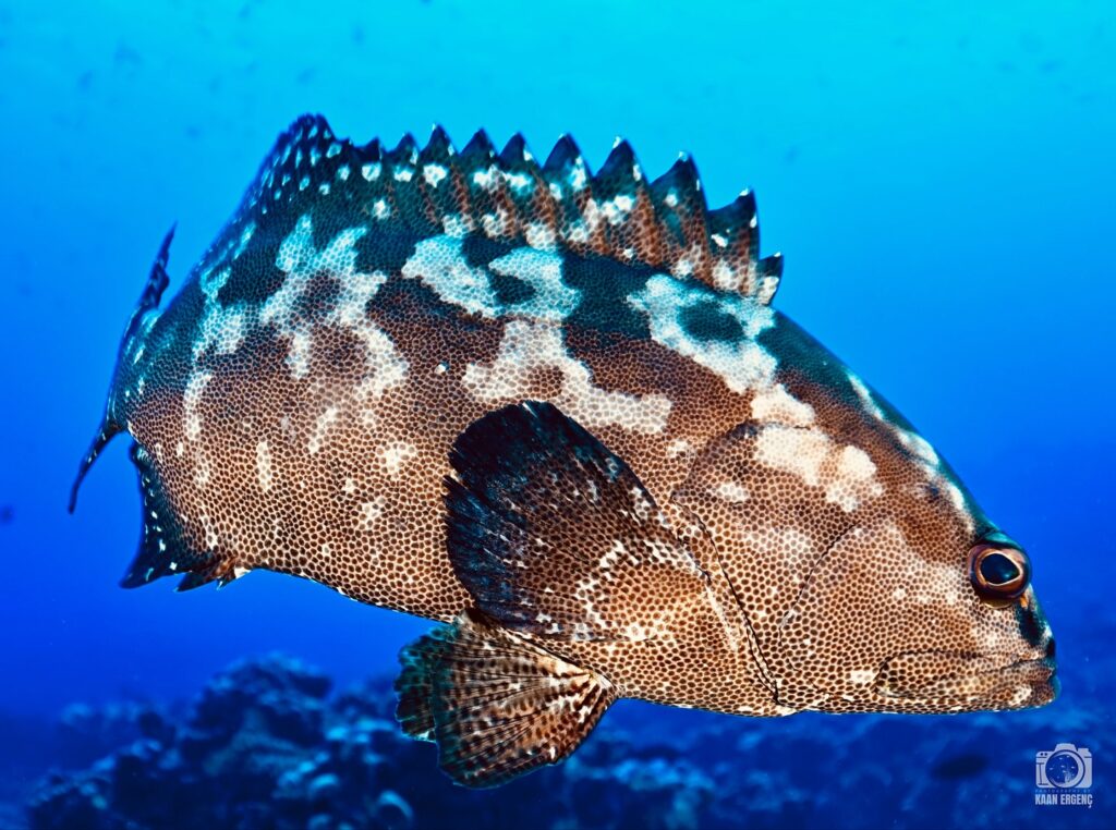 deephookdiscoveries_1755340373_3700385711881561748_76403447352