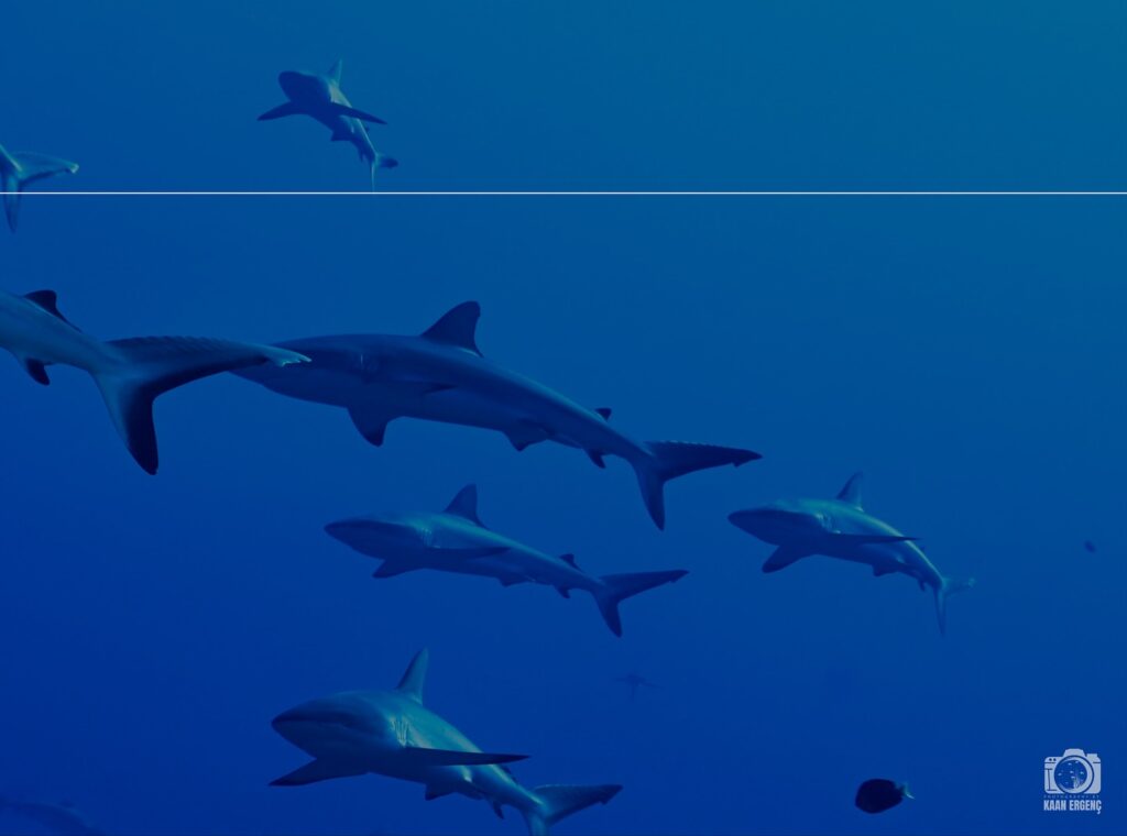 deephookdiscoveries_1755340373_3700385711881691265_76403447352