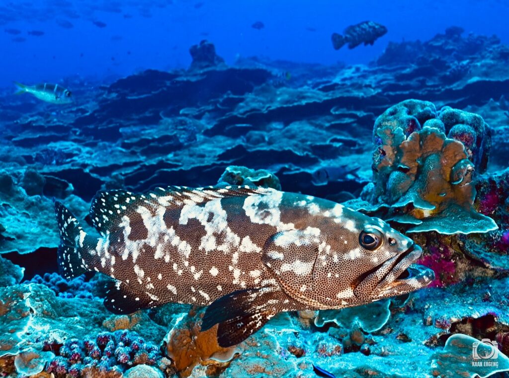 deephookdiscoveries_1755340373_3700385711898358781_76403447352