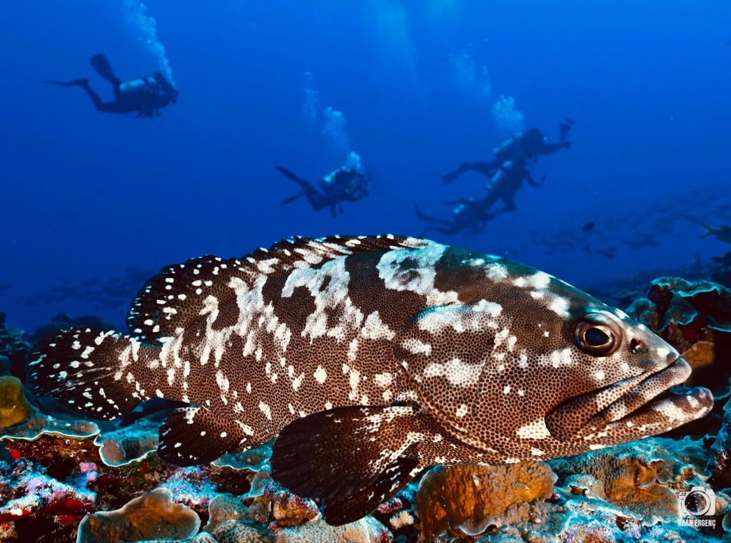 deephookdiscoveries_1755340373_3700385711906633327_76403447352