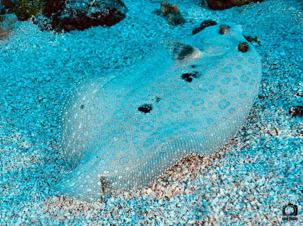 deephookdiscoveries_1755340373_3700385711906835429_76403447352