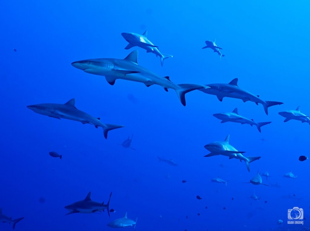 deephookdiscoveries_1755340458_3700386428008680370_76403447352