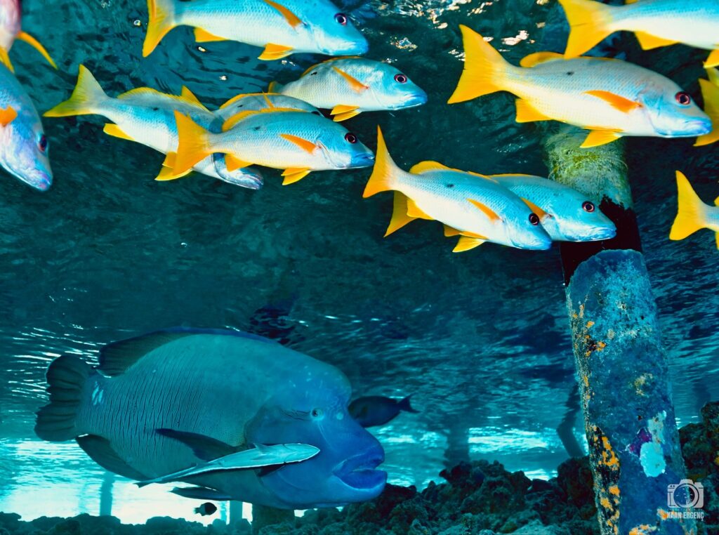 deephookdiscoveries_1755340458_3700386428016937383_76403447352