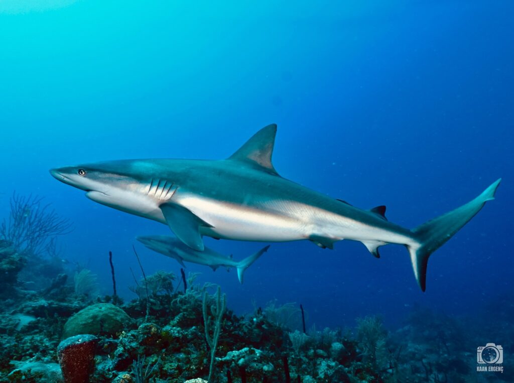 deephookdiscoveries_1755340458_3700386428016961889_76403447352