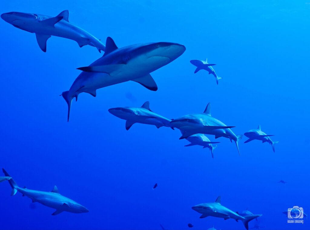 deephookdiscoveries_1755340458_3700386428017097176_76403447352