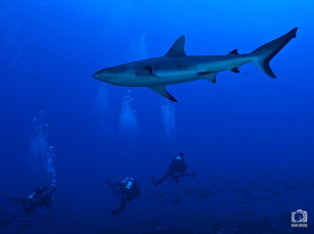 deephookdiscoveries_1755340458_3700386428025325855_76403447352