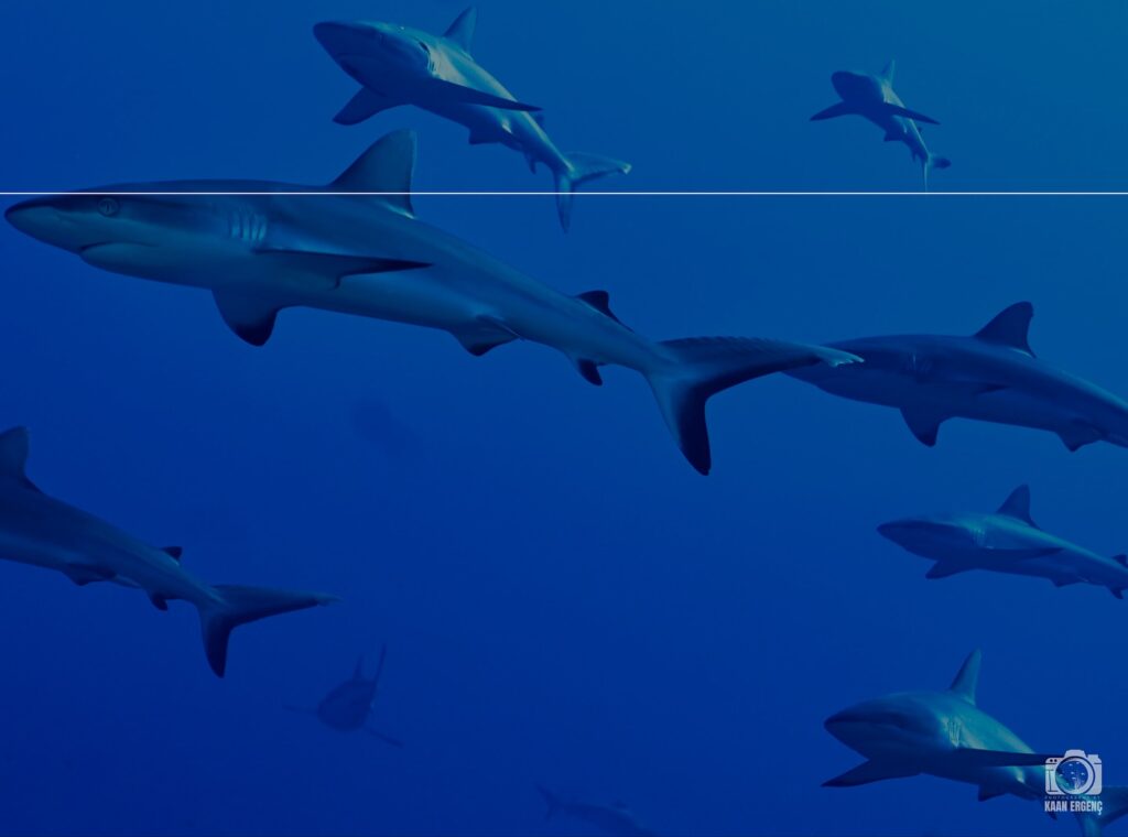 deephookdiscoveries_1755340458_3700386428025454875_76403447352