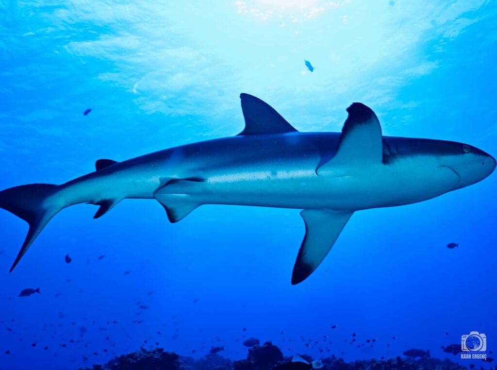 deephookdiscoveries_1755340458_3700386428335735987_76403447352