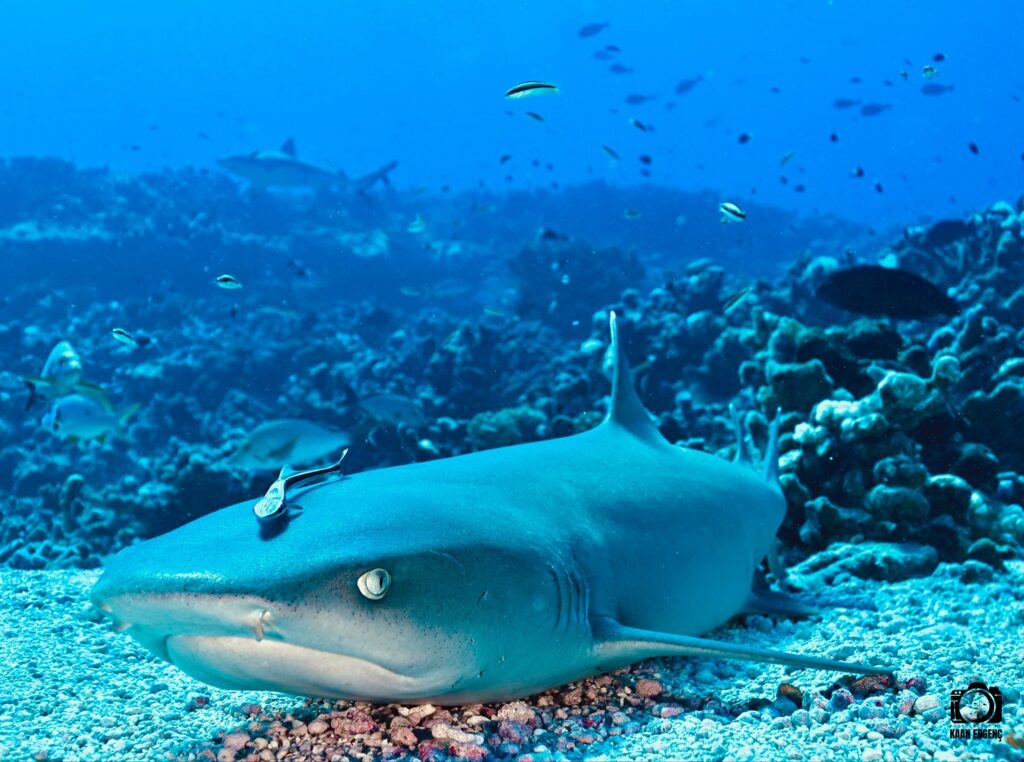 deephookdiscoveries_1755340521_3700386953328404724_76403447352