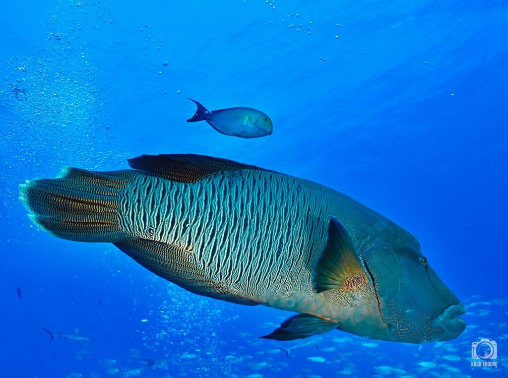 deephookdiscoveries_1755340521_3700386953328543699_76403447352