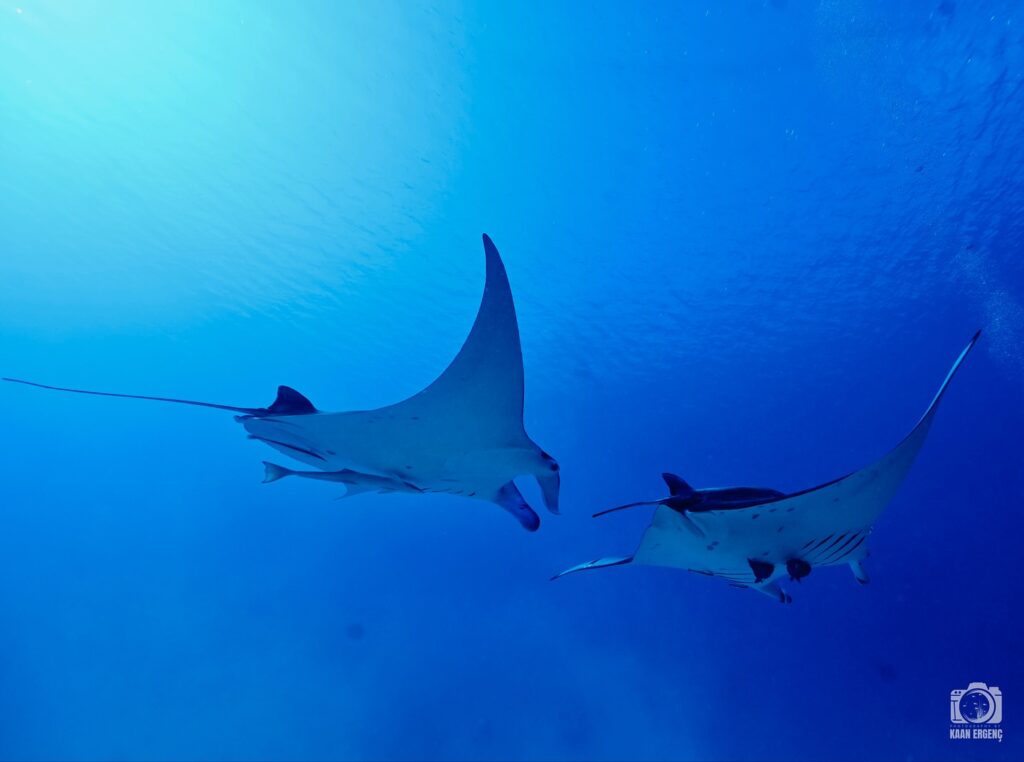 deephookdiscoveries_1755340521_3700386953328552711_76403447352