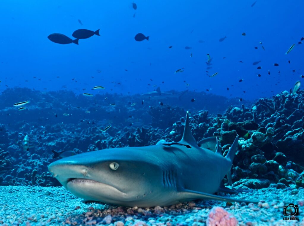 deephookdiscoveries_1755340521_3700386953336828894_76403447352