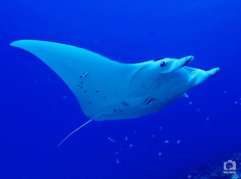 deephookdiscoveries_1755340521_3700386953336948169_76403447352