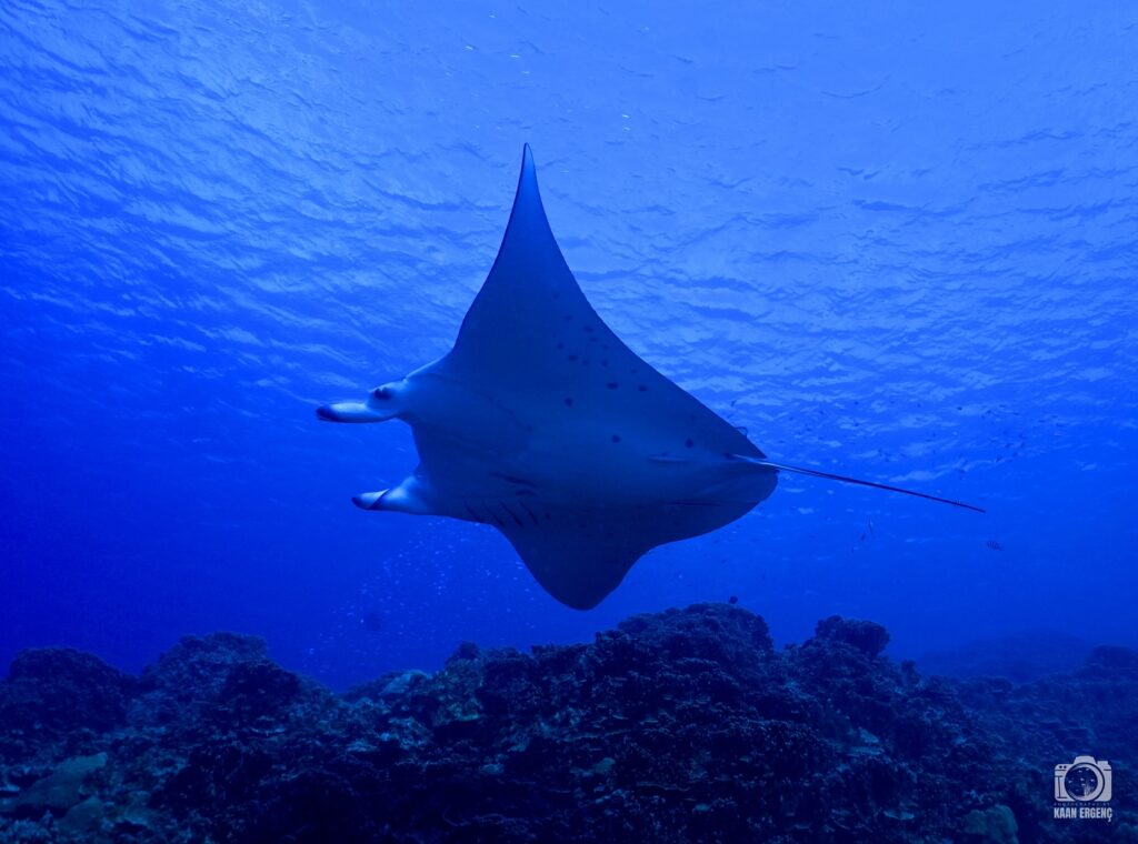 deephookdiscoveries_1755340521_3700386953336964344_76403447352