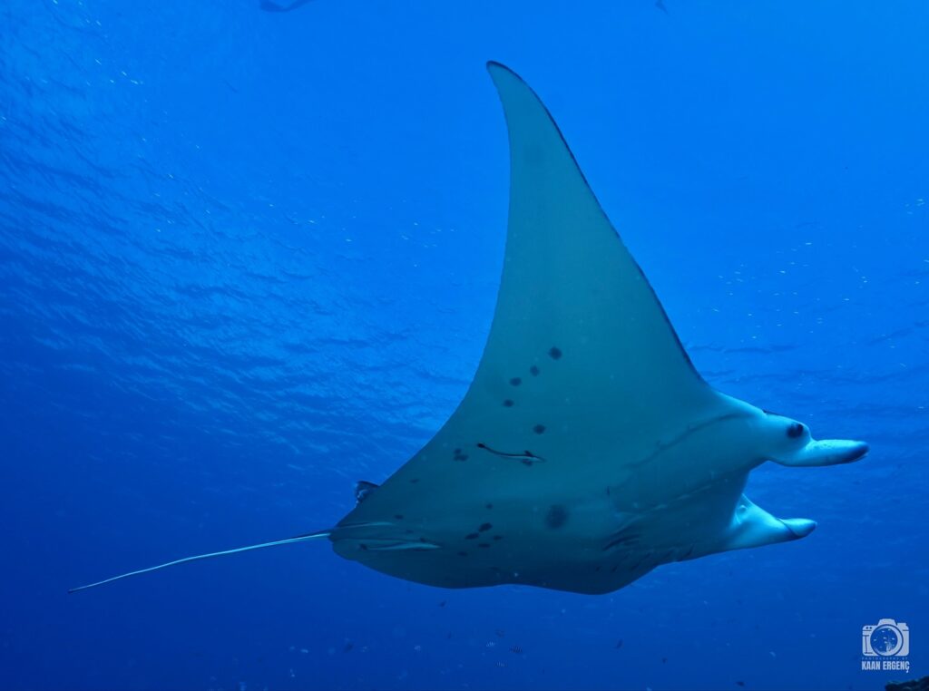 deephookdiscoveries_1755340521_3700386953345112698_76403447352