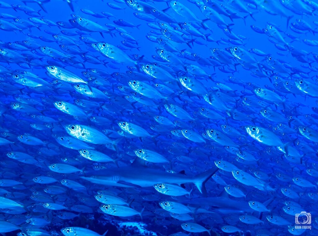 deephookdiscoveries_1755340521_3700386953345185488_76403447352