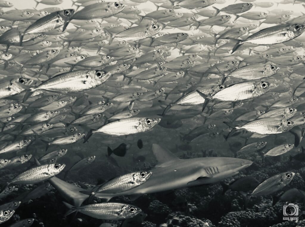 deephookdiscoveries_1755340521_3700386953362021648_76403447352