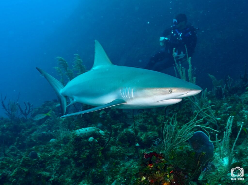 deephookdiscoveries_1756120606_3706930780729033921_76403447352