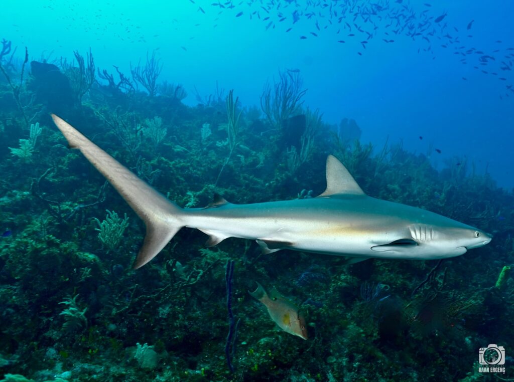 deephookdiscoveries_1756120606_3706930780729046083_76403447352