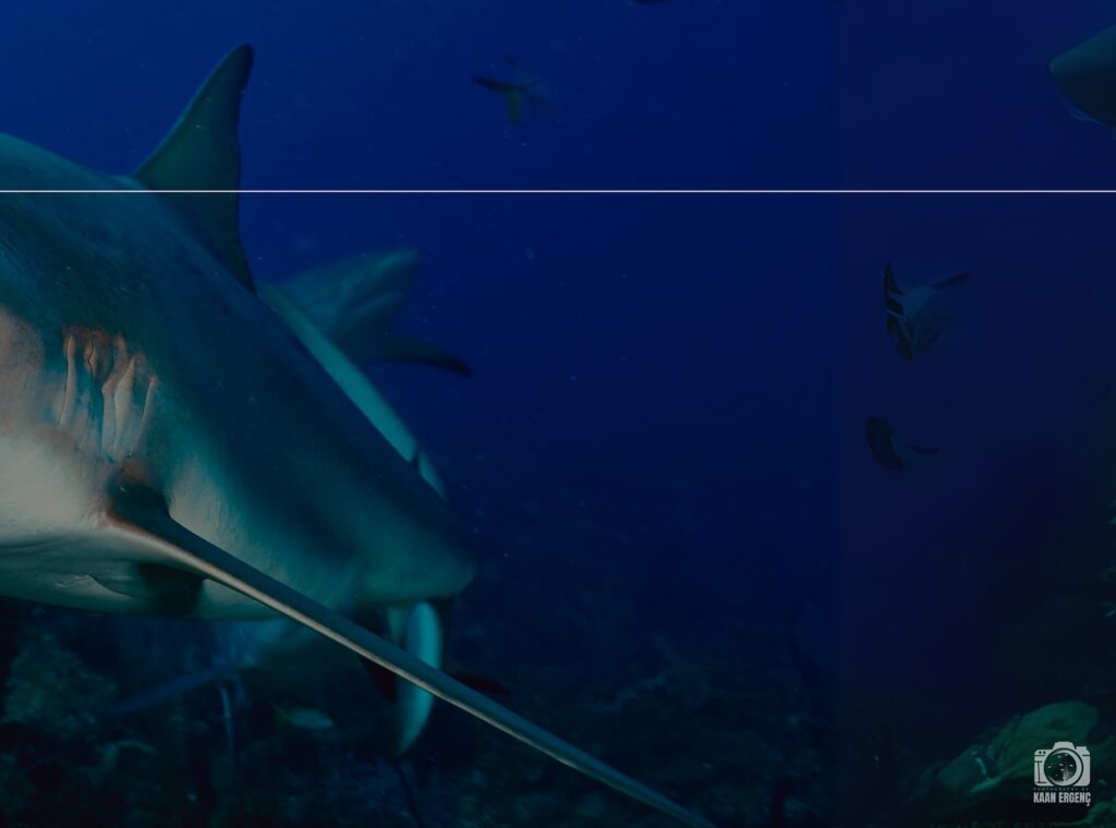 deephookdiscoveries_1756120606_3706930780729046211_76403447352