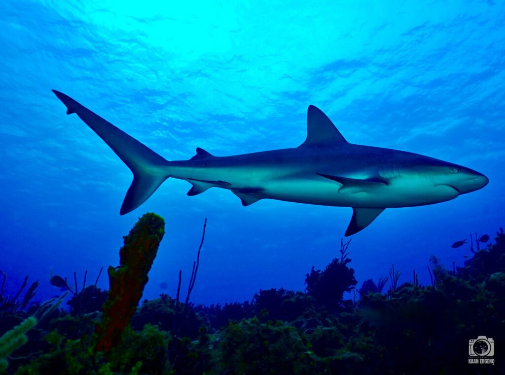 deephookdiscoveries_1756120606_3706930780737376343_76403447352