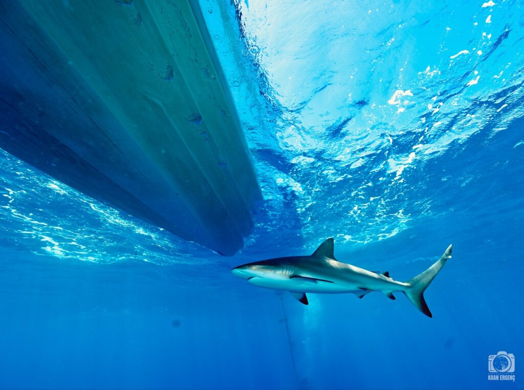 deephookdiscoveries_1756120606_3706930780737401331_76403447352