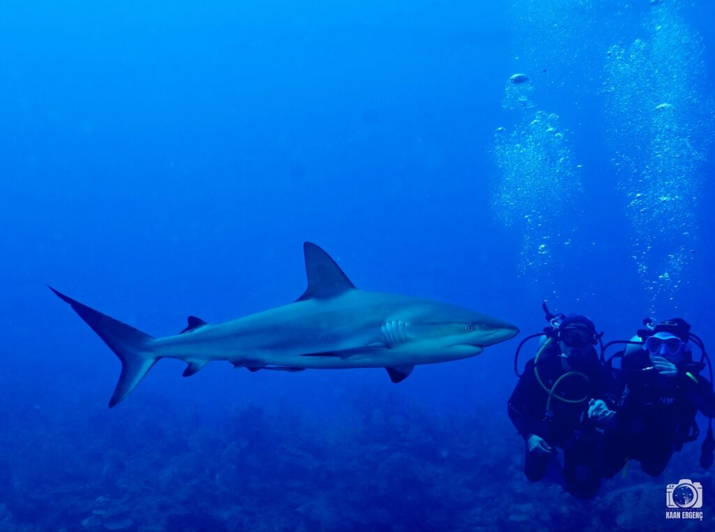 deephookdiscoveries_1756120606_3706930780737404958_76403447352