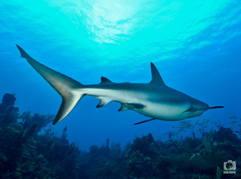 deephookdiscoveries_1756120606_3706930780737420390_76403447352