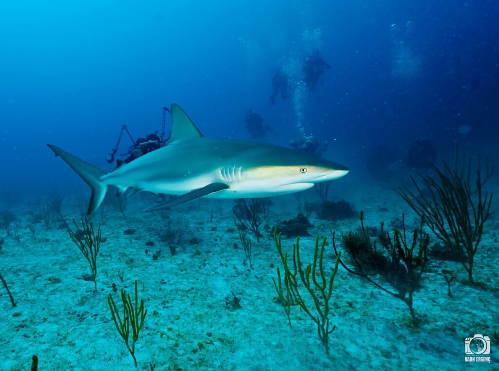 deephookdiscoveries_1756120606_3706930780737431290_76403447352