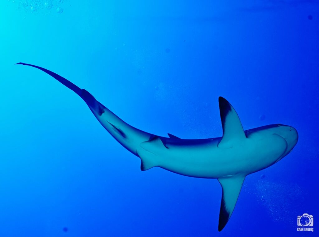 deephookdiscoveries_1756120606_3706930780737437232_76403447352