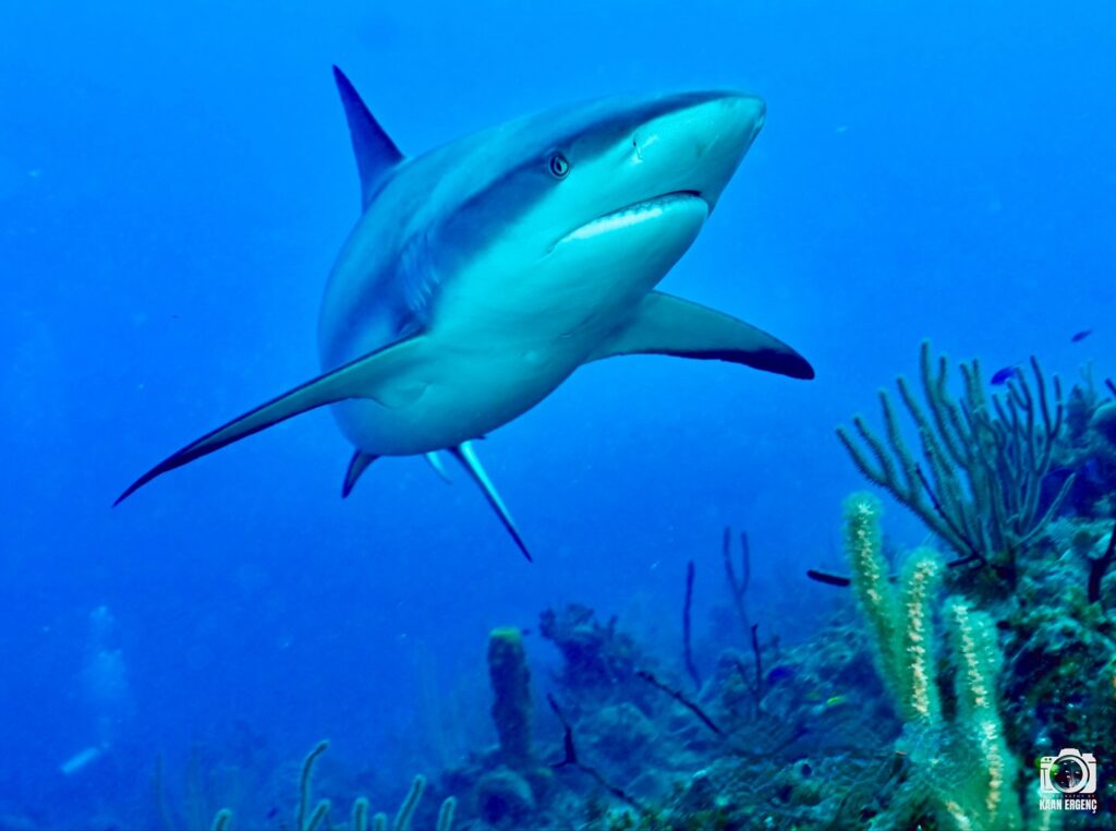 deephookdiscoveries_1756120606_3706930780762601460_76403447352