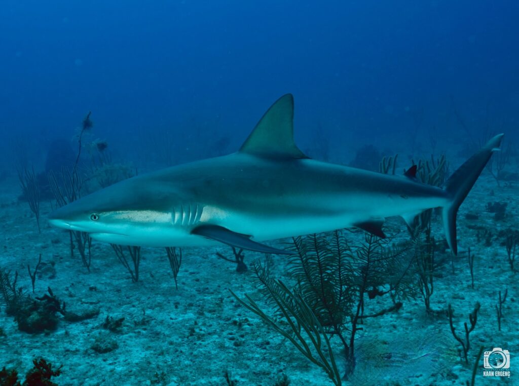 deephookdiscoveries_1756120606_3706930781030986588_76403447352