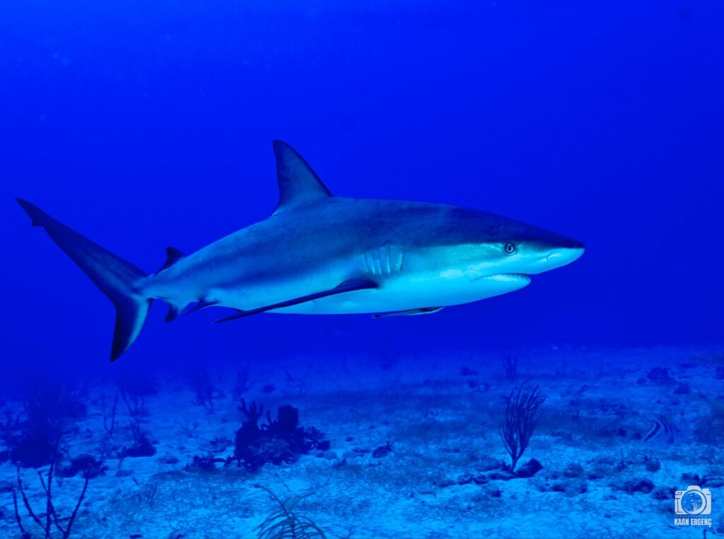 deephookdiscoveries_1756120606_3706930781039407699_76403447352