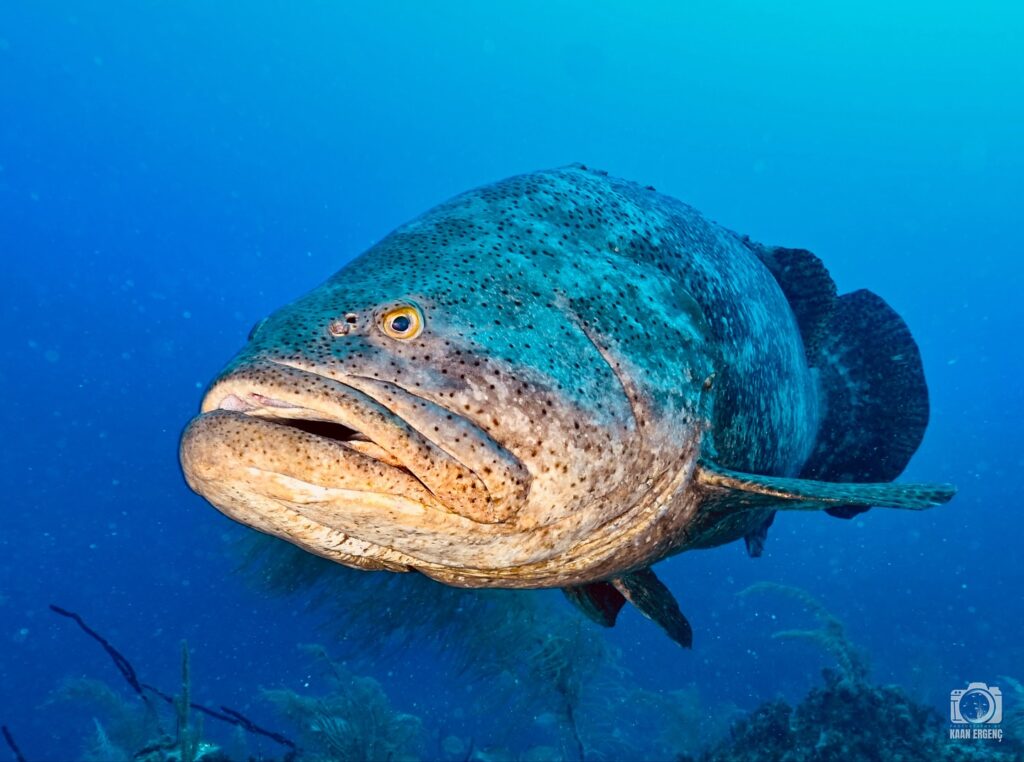 deephookdiscoveries_1756120719_3706931726611688134_76403447352