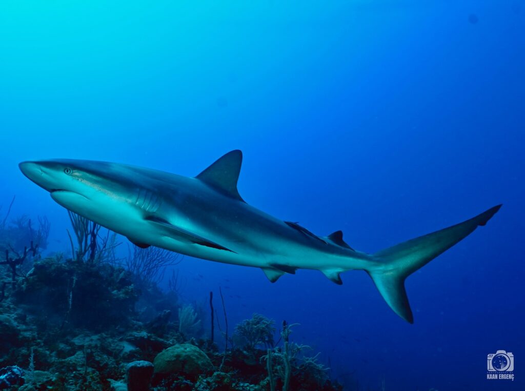 deephookdiscoveries_1756120719_3706931726611698559_76403447352