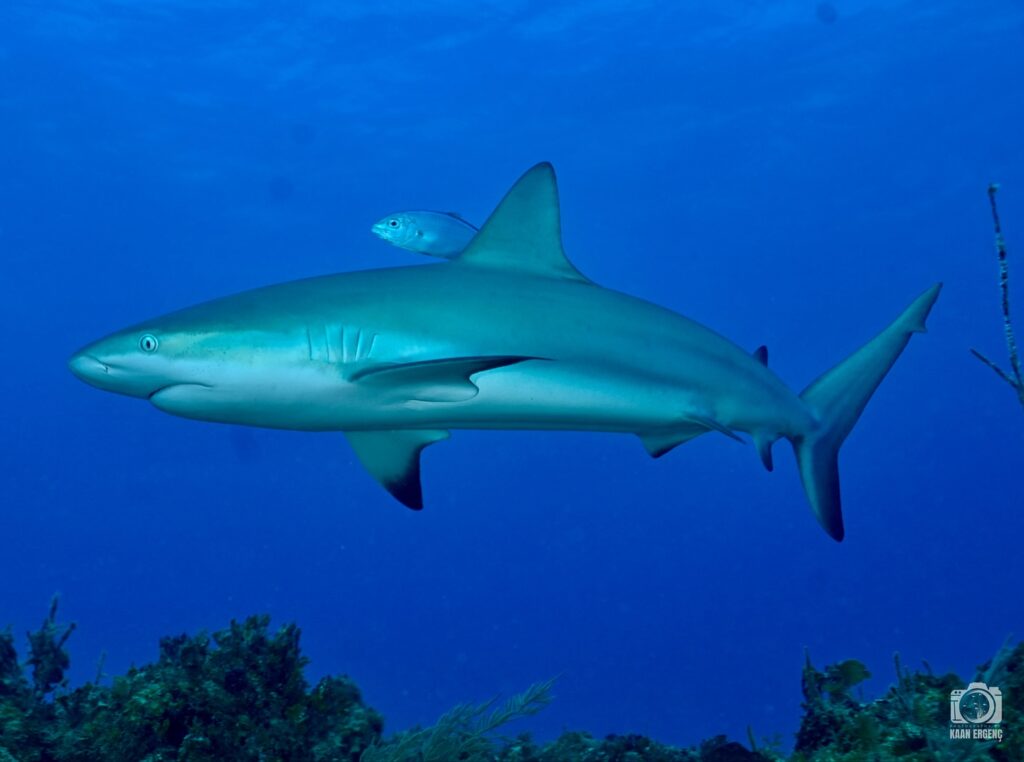 deephookdiscoveries_1756120719_3706931726620046657_76403447352