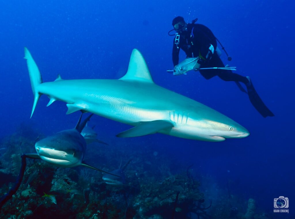 deephookdiscoveries_1756120719_3706931726620055652_76403447352