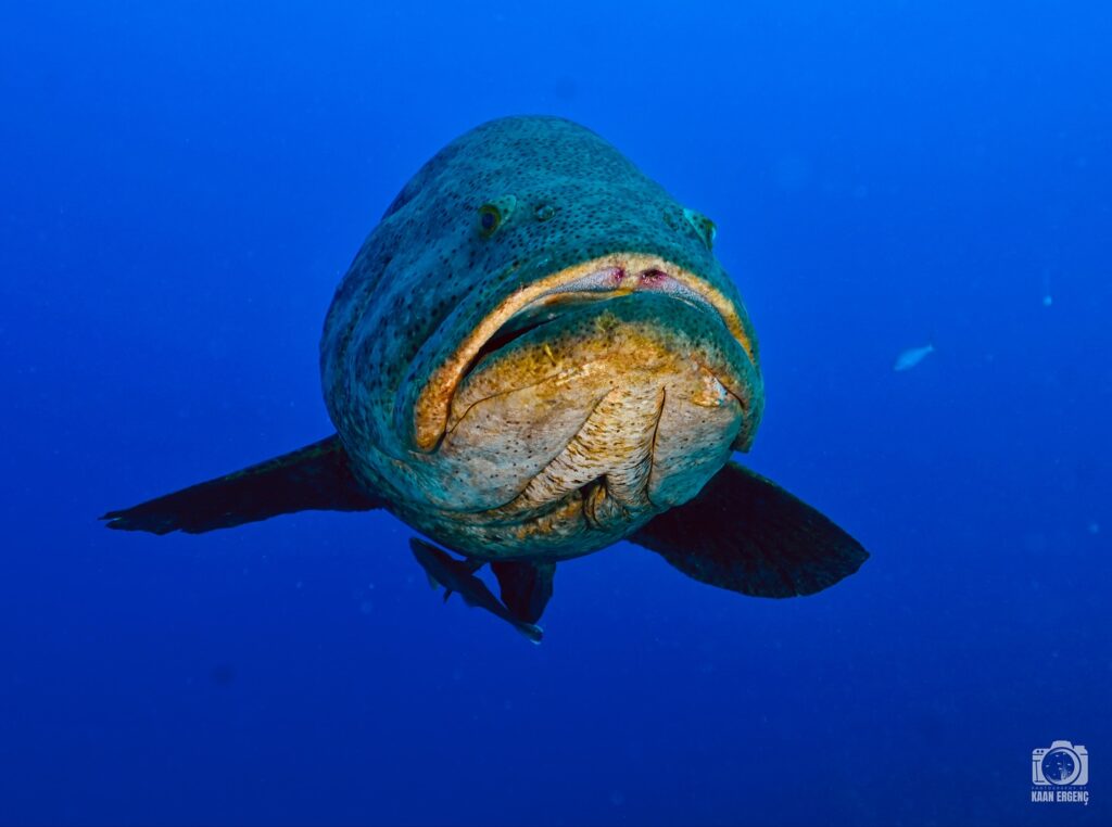 deephookdiscoveries_1756120719_3706931726628426786_76403447352