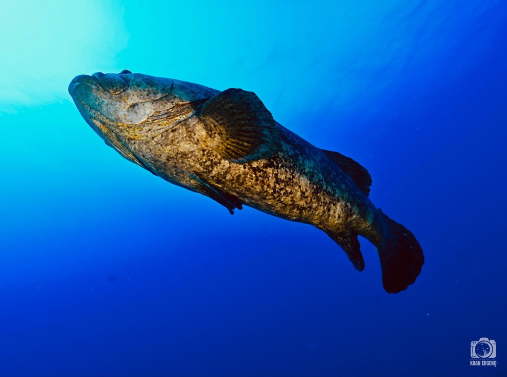 deephookdiscoveries_1756120719_3706931726628429379_76403447352