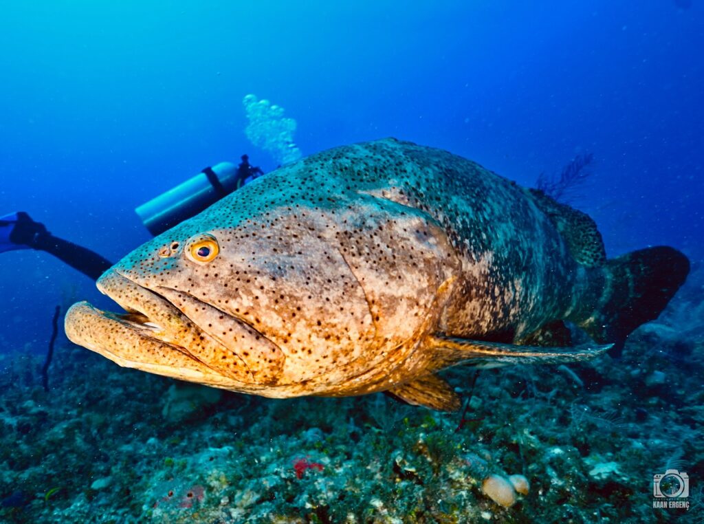 deephookdiscoveries_1756120719_3706931726628455829_76403447352