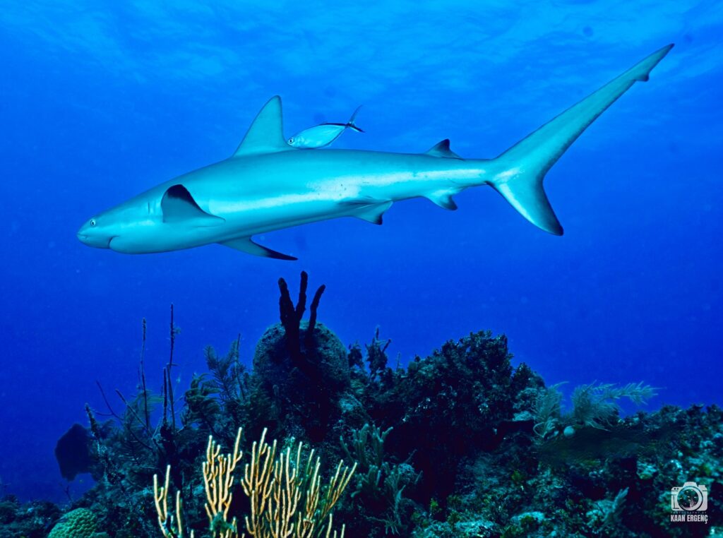 deephookdiscoveries_1756120719_3706931726636834104_76403447352