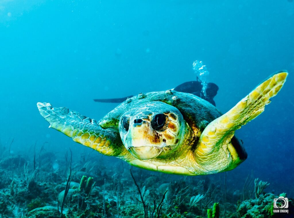 deephookdiscoveries_1756283909_3708300667359633319_76403447352