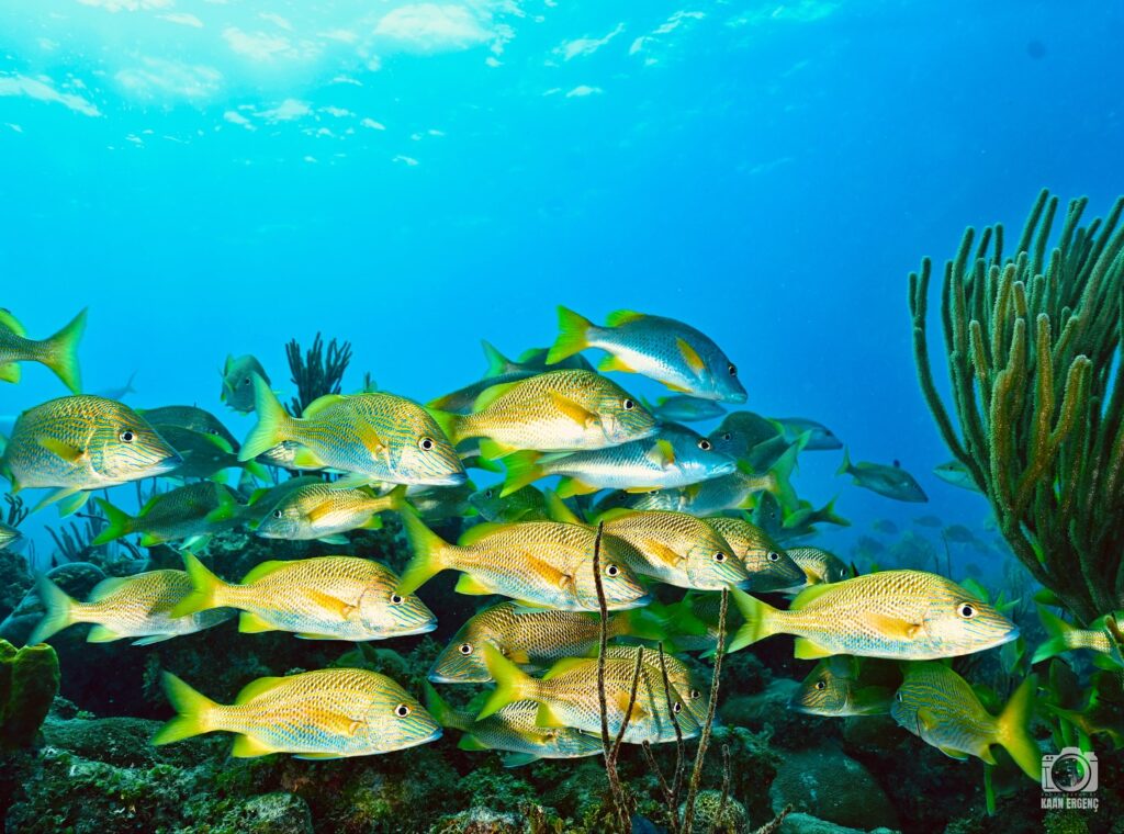 deephookdiscoveries_1756283909_3708300667367997687_76403447352