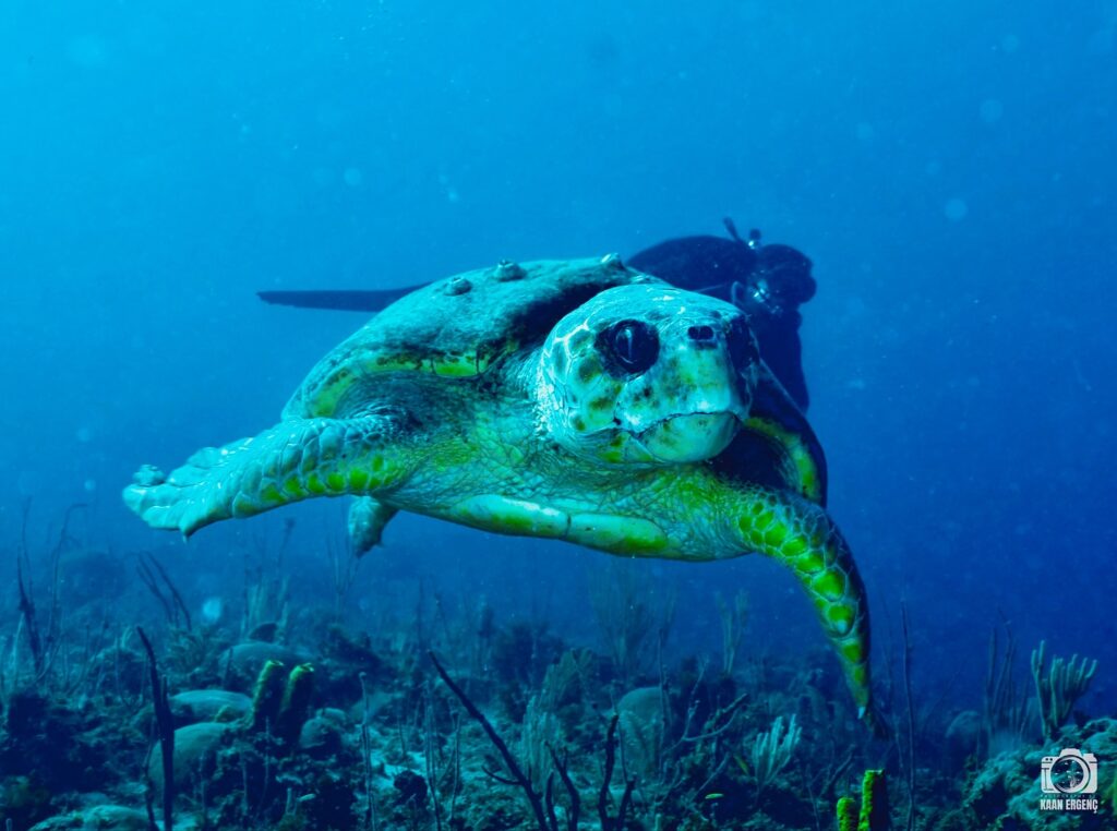 deephookdiscoveries_1756283909_3708300667368013456_76403447352