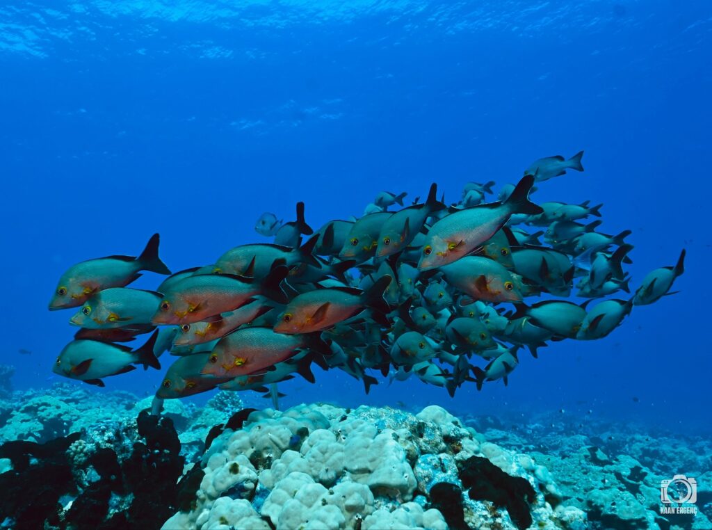 deephookdiscoveries_1756283909_3708300667368016350_76403447352