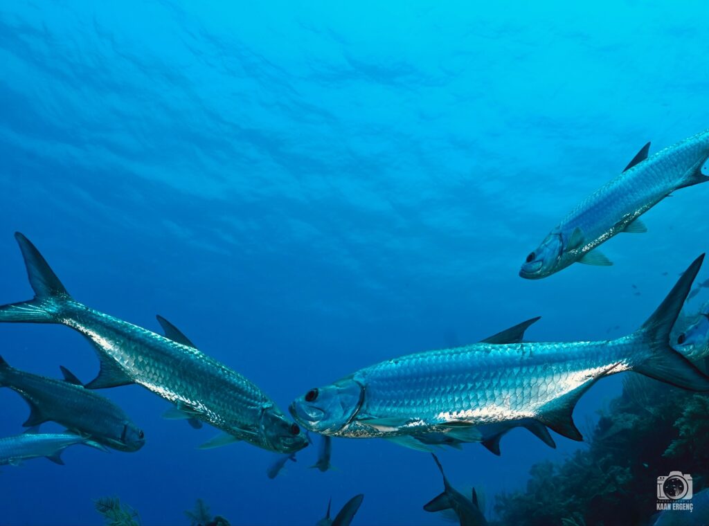 deephookdiscoveries_1756283909_3708300667368016378_76403447352