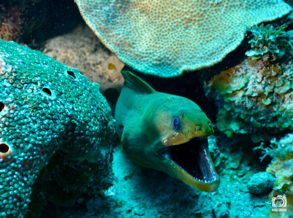 deephookdiscoveries_1756283909_3708300667376383134_76403447352