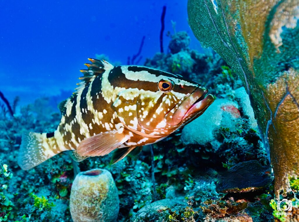 deephookdiscoveries_1756283909_3708300667376398321_76403447352