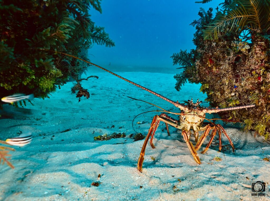 deephookdiscoveries_1756283909_3708300667376414315_76403447352